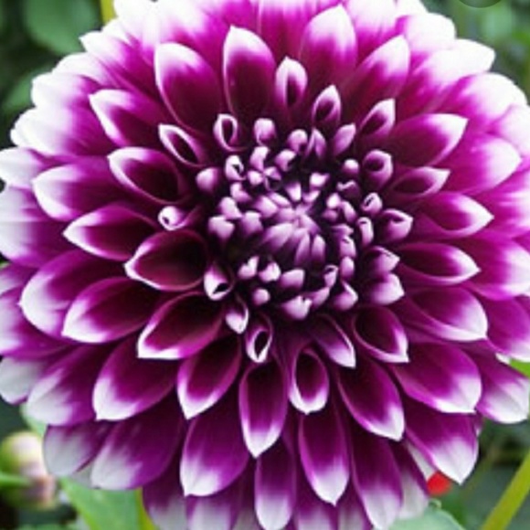 Meet your Posher, Sarah - Picture 1 of 1